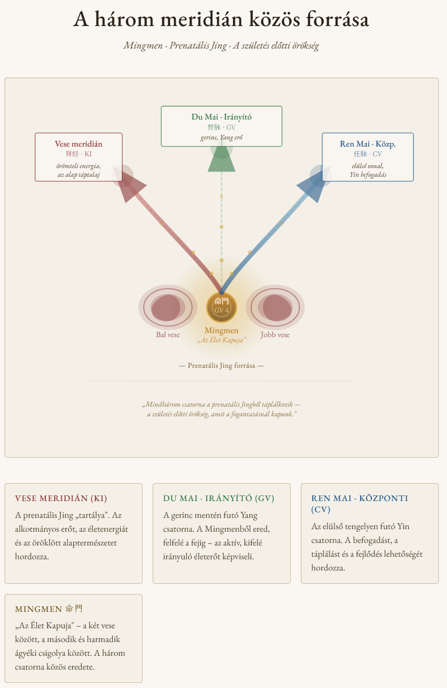 Három meridián találkozását ábrázoló anatómiai diagram, feliratokkal és három szimmetrikus csatornával.